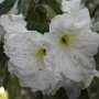 Rhododendron fortunei